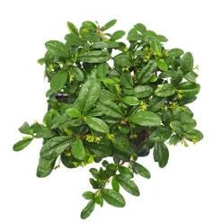 Bonsai Carmona (Ehretia microphylla)