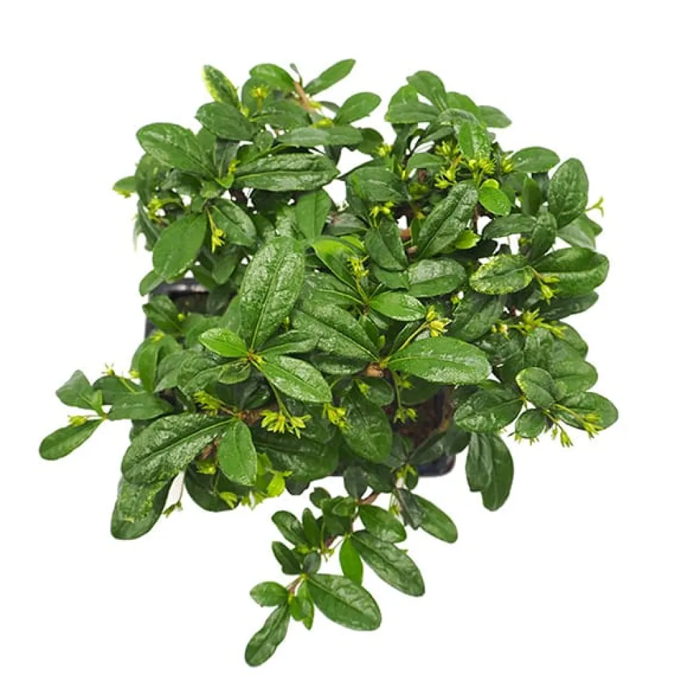 Bonsai Carmona (Ehretia microphylla)