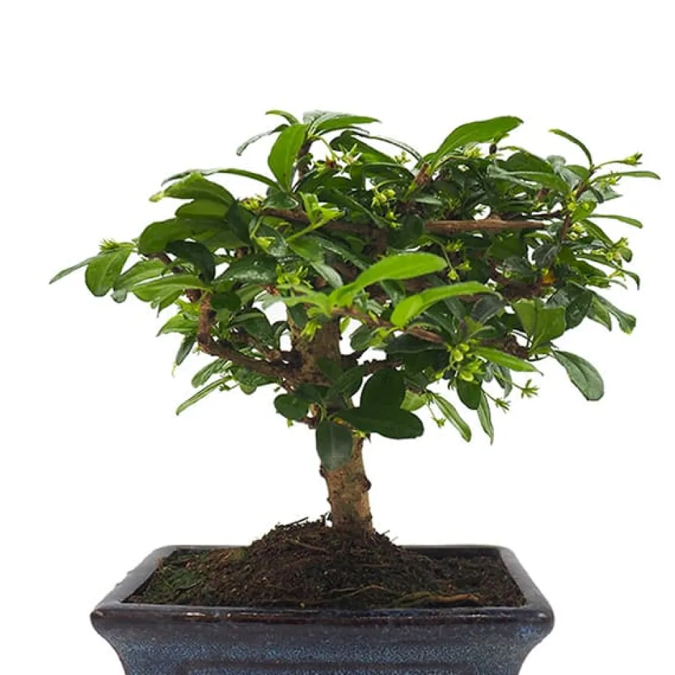 Bonsai Carmona (Ehretia microphylla)