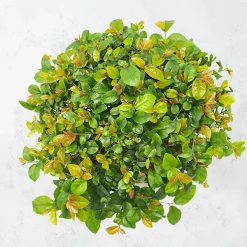 Bonsai Ciruelo dulce chino (Sageretia theezans)