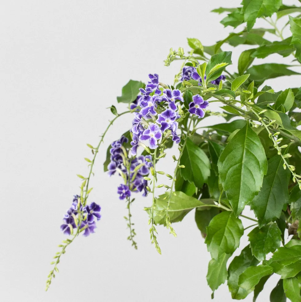 Bonsai Durantha (Duranta repens)