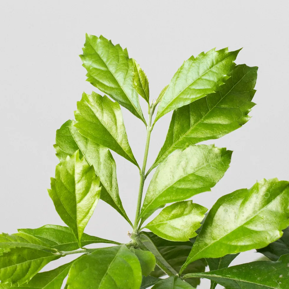 Bonsai Durantha (Duranta repens)