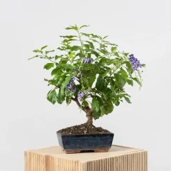 Bonsai Durantha (Duranta repens)