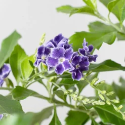 Bonsai Durantha (Duranta repens)