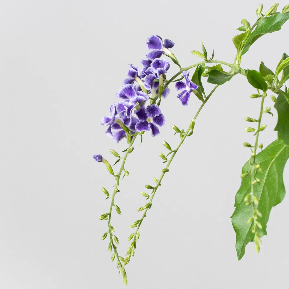 Bonsai Durantha (Duranta repens)