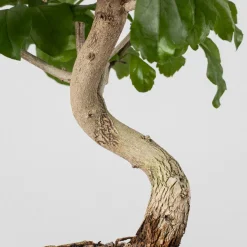Bonsai Durantha (Duranta repens)