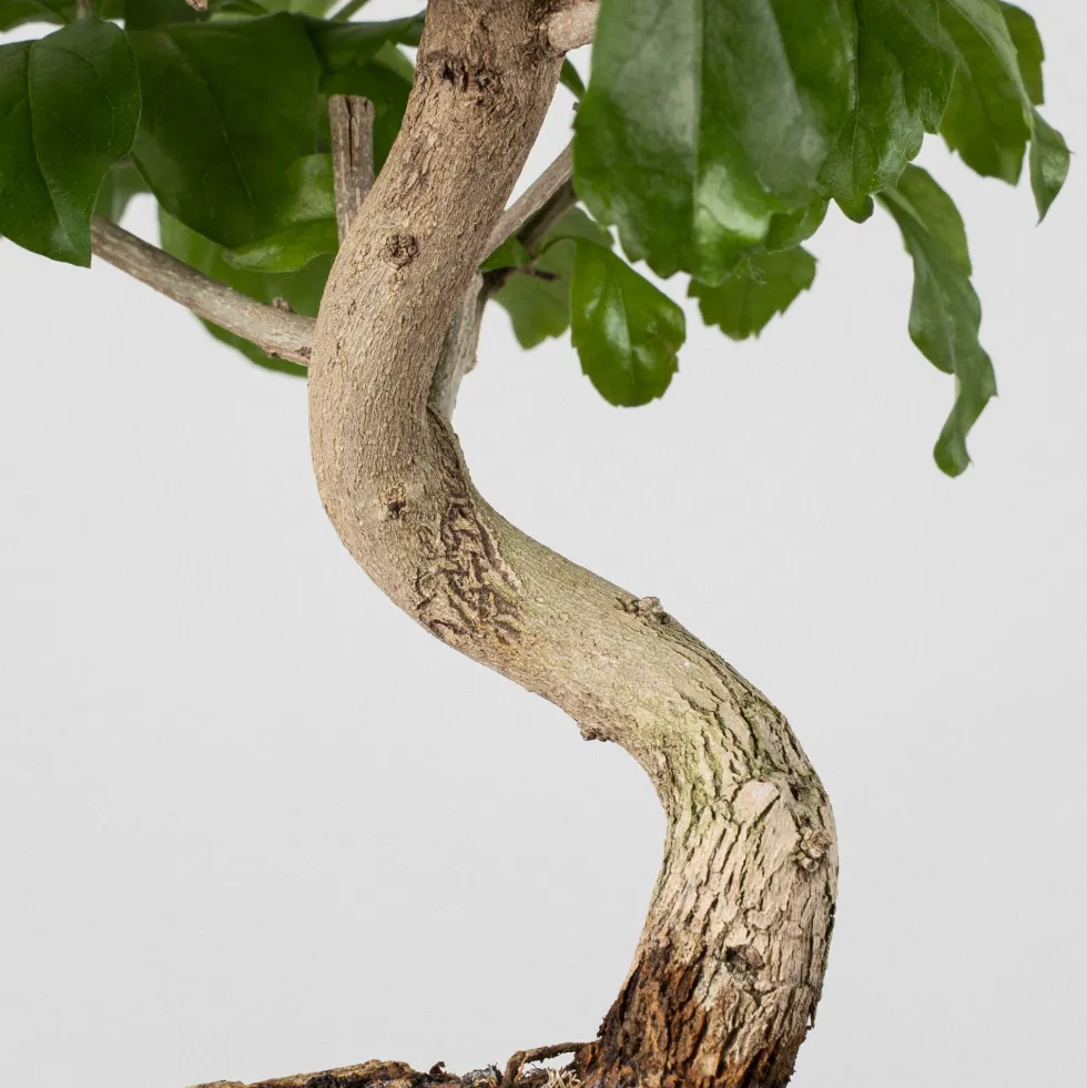 Bonsai Durantha (Duranta repens)