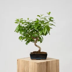 Bonsai Durantha (Duranta repens)