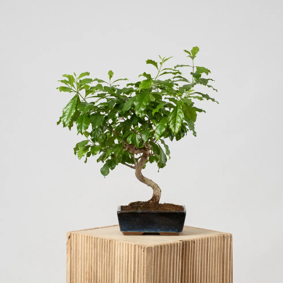 Bonsai Durantha (Duranta repens)