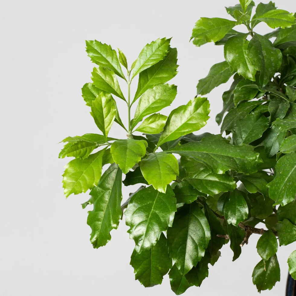 Bonsai Durantha (Duranta repens)
