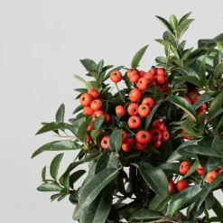 Bonsai Espino de fuego (Pyracantha)