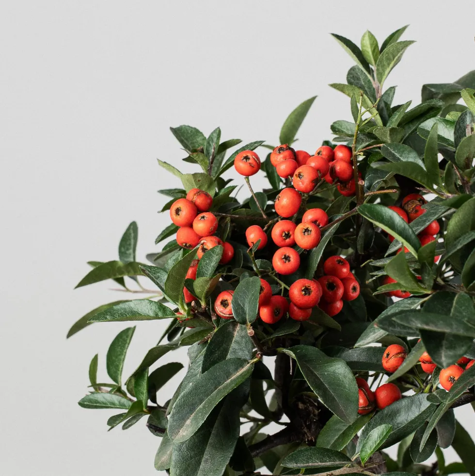 Bonsai Espino de fuego (Pyracantha)