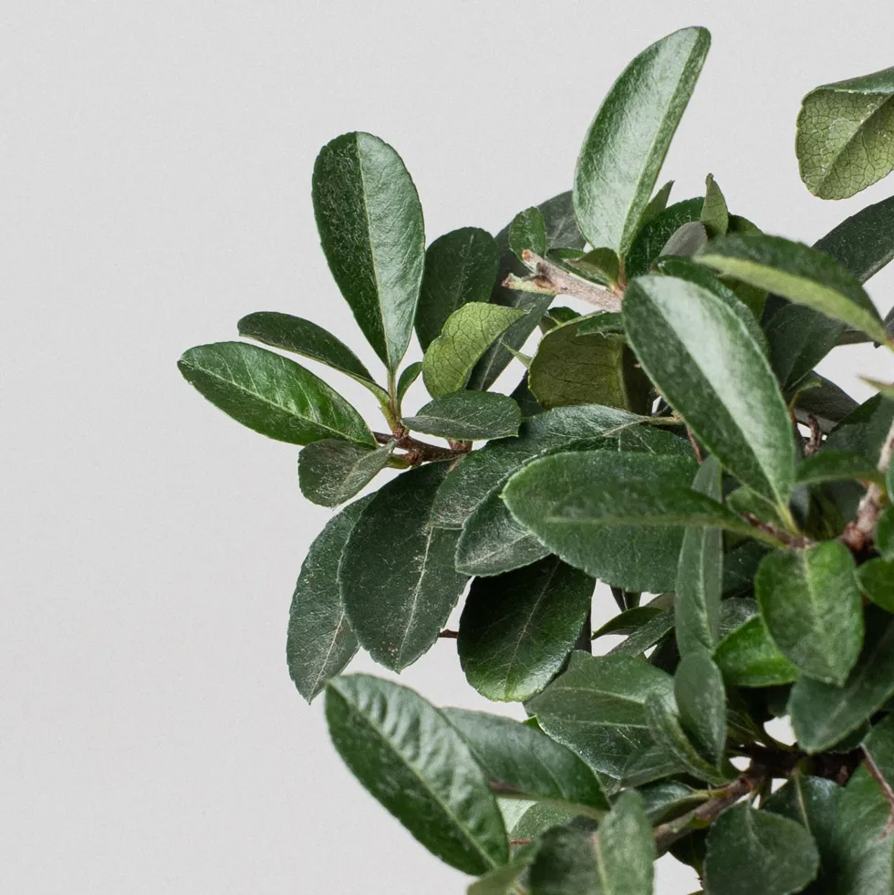 Bonsai Espino de fuego (Pyracantha)