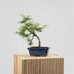Bonsai Falso alerce (Pseudolarix)