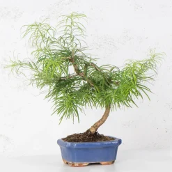 Bonsai Falso alerce (Pseudolarix)