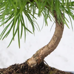 Bonsai Falso alerce (Pseudolarix)