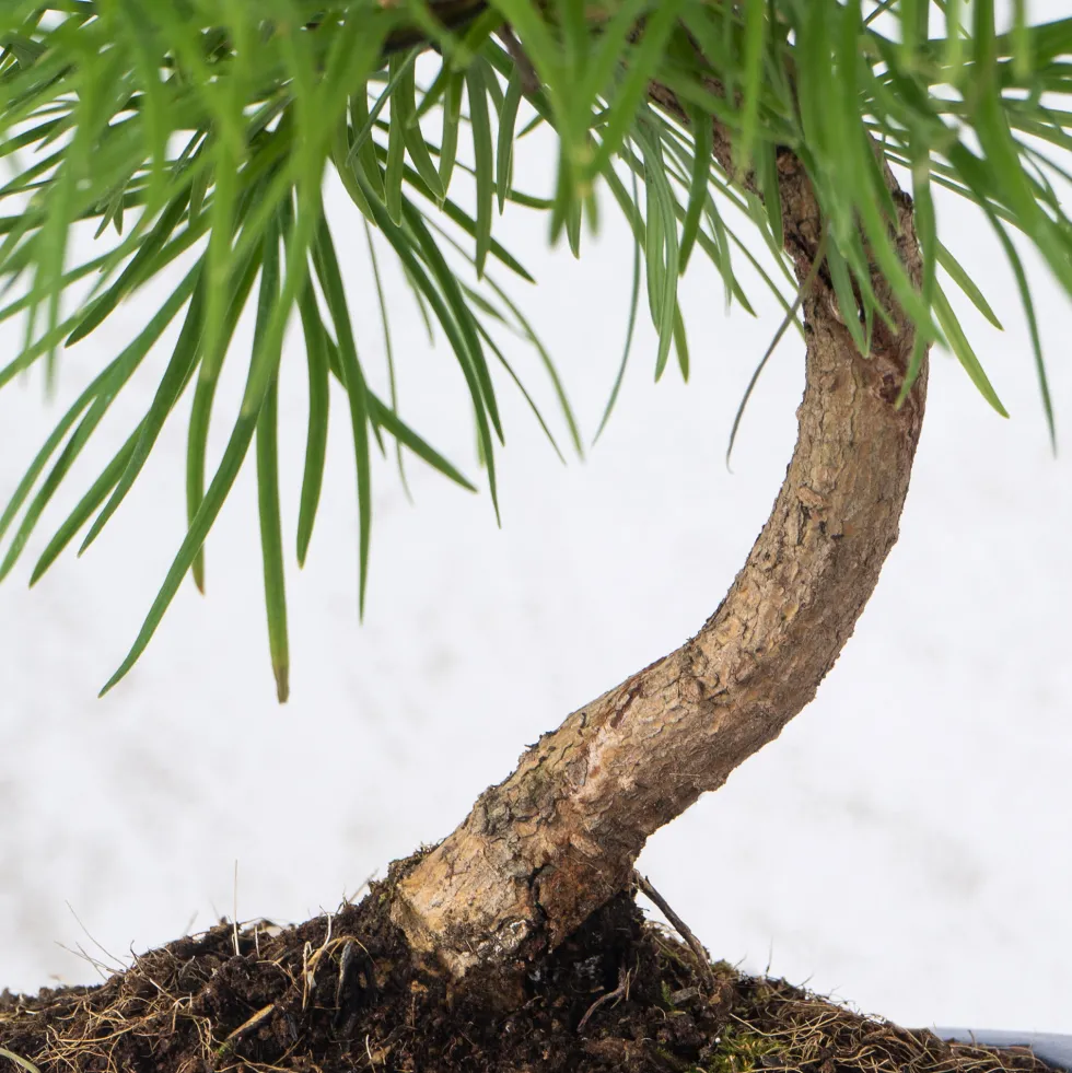 Bonsai Falso alerce (Pseudolarix)