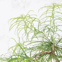 Bonsai Falso alerce (Pseudolarix)