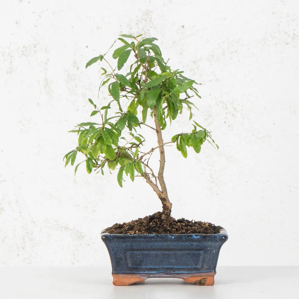 Bonsai Granado (Punica granatum)