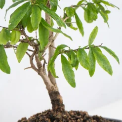 Bonsai Granado (Punica granatum)
