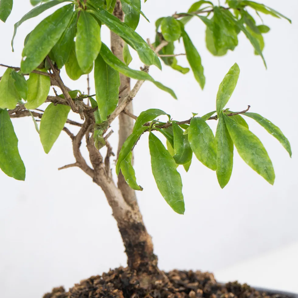 Bonsai Granado (Punica granatum)