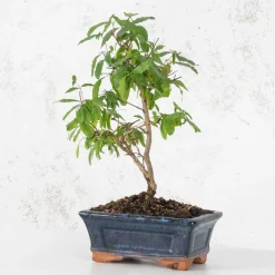 Bonsai Granado (Punica granatum)