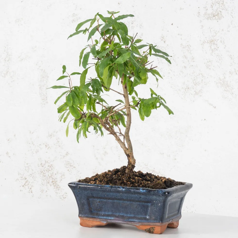 Bonsai Granado (Punica granatum)
