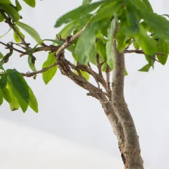 Bonsai Granado (Punica granatum)