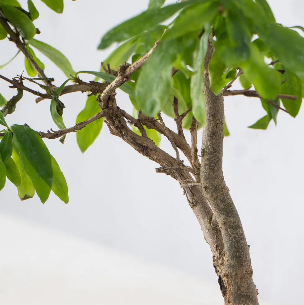 Bonsai Granado (Punica granatum)