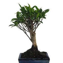 Bonsai Higuera de la India (Ficus retusa)
