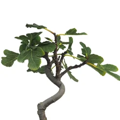 Bonsai Higuera (Ficus carica)
