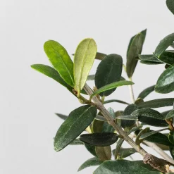 Bonsai Olivo (Olea europaea)