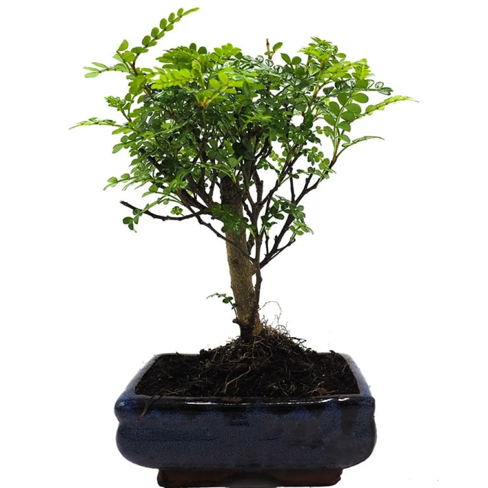 Bonsai Operculicarya (Zanthoxylum Pimienta japonesa)