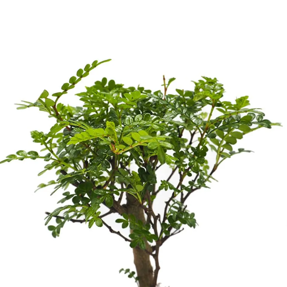 Bonsai Operculicarya (Zanthoxylum Pimienta japonesa)
