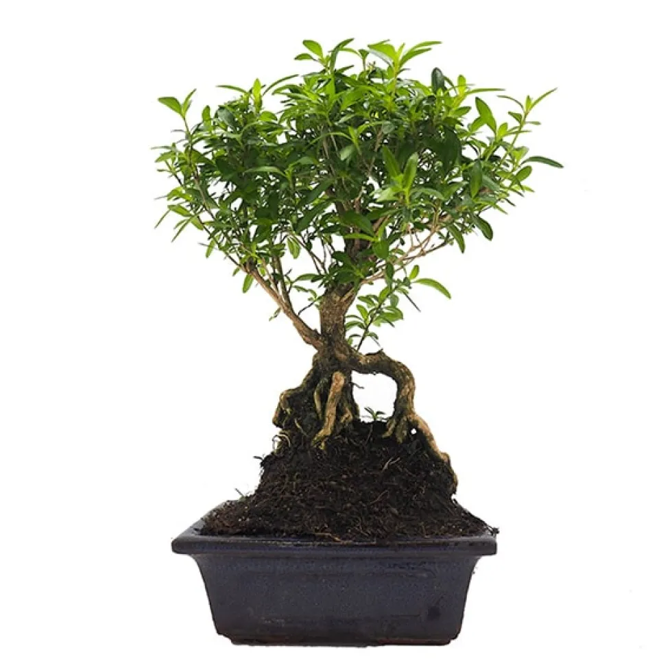 Bonsai Rosa de nieve (Serissa japonica)