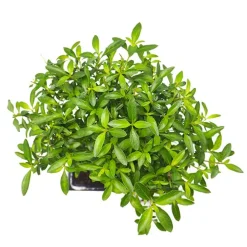 Bonsai Rosa de nieve (Serissa japonica)