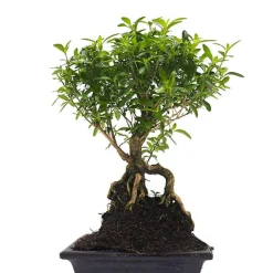 Bonsai Rosa de nieve (Serissa japonica)