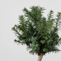 Bonsai Tejo (Taxus ×media)