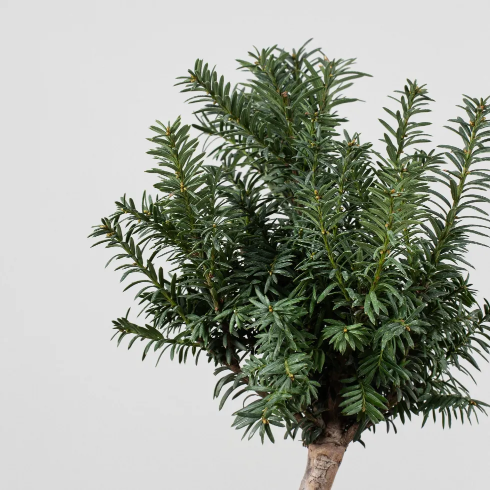 Bonsai Tejo (Taxus ×media)