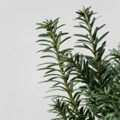 Bonsai Tejo (Taxus ×media)