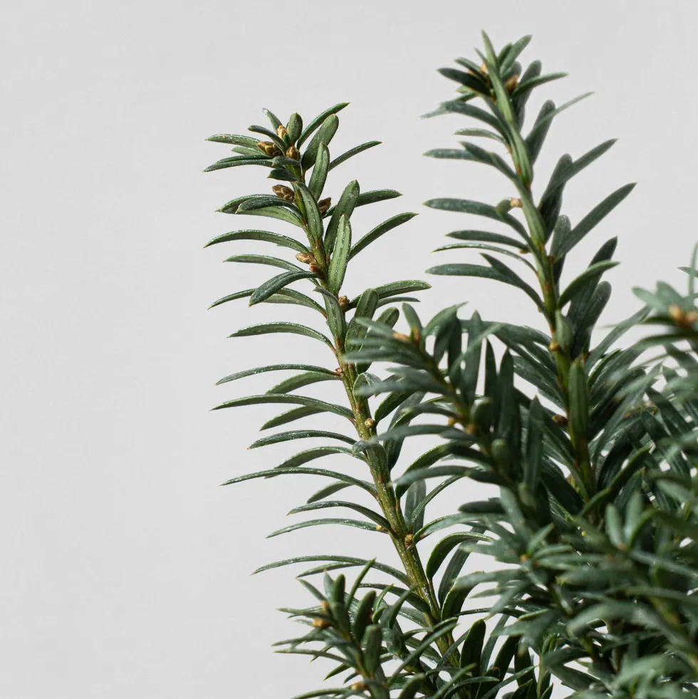 Bonsai Tejo (Taxus ×media)