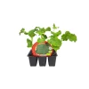 Brocoli - Pack de 6 plantas de huerto