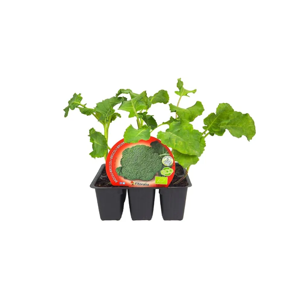 Brocoli - Pack de 6 plantas de huerto