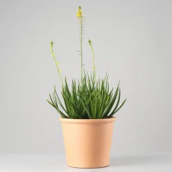 Bulbine frutescens