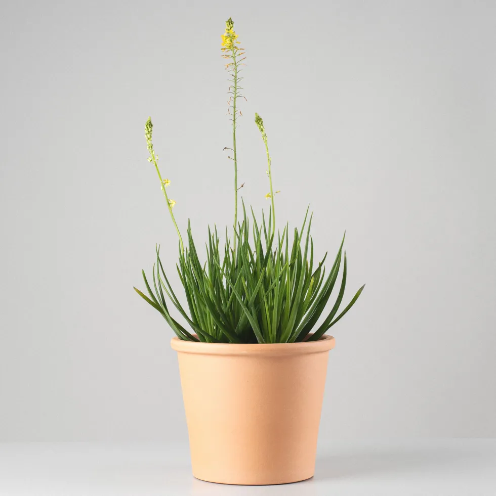 Bulbine frutescens