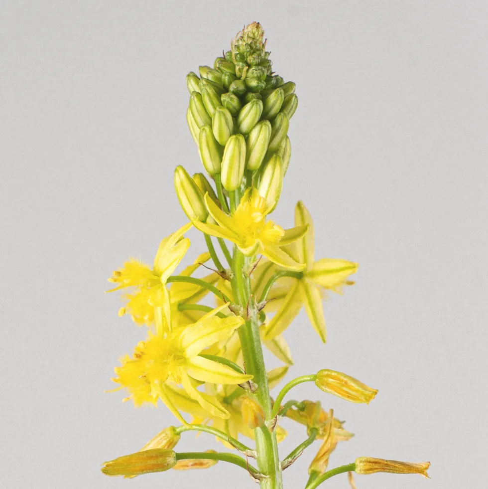 Bulbine frutescens