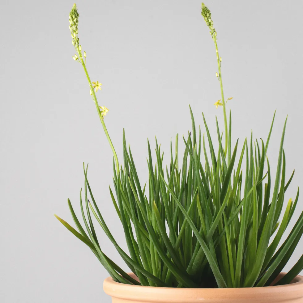 Bulbine frutescens