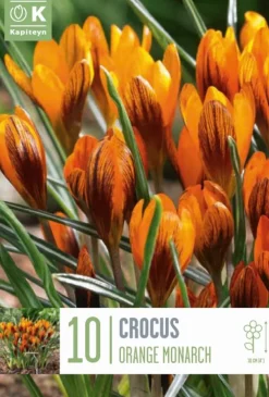 Bulbos de Crocus balansae 'Orange Monarch'