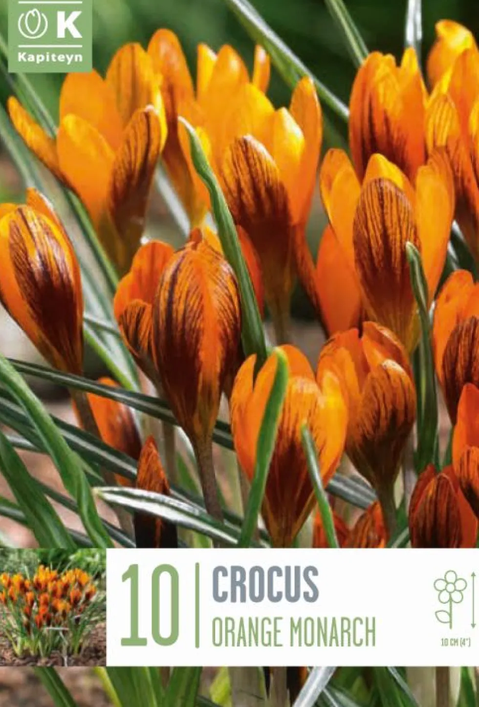 Bulbos de Crocus balansae 'Orange Monarch'