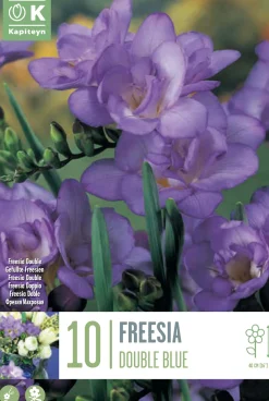 Bulbos de Freesia doble azul